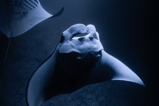 Night Manta Ray Snorkel with Videos - The Itinerary