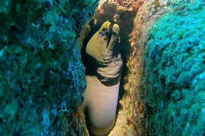 Non-Certified Diving Adventure in Cabo San Lucas - Authentic Perspectives: What Travelers Say