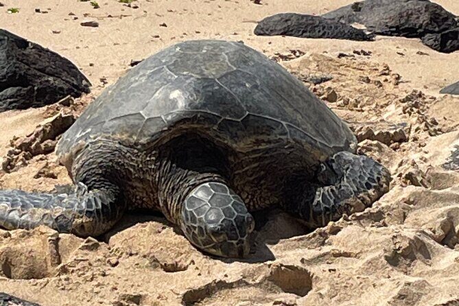 North Shore day,Waterfalls and Turtles Tour - Transportation, Group Size, and Price