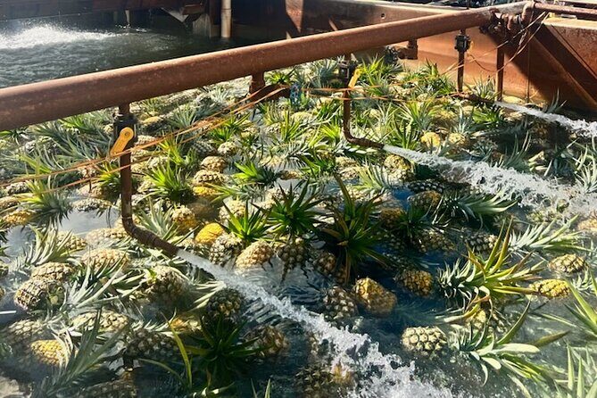 North Shore Dole Pineapple Farm Tour - A Full Breakdown of the Itinerary