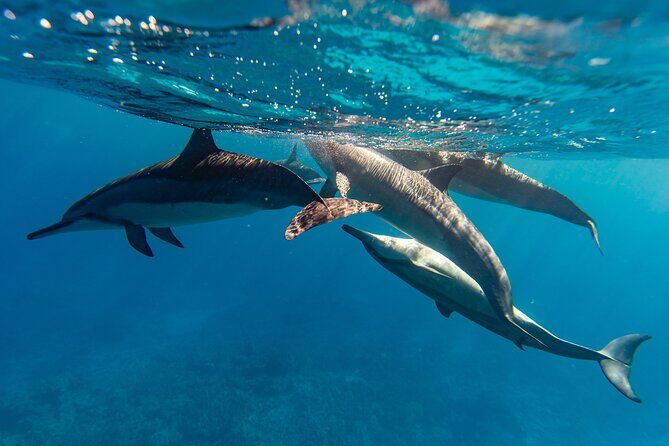 North Shore Oahu Snorkeling Tour - The Boat Ride: Setting the Scene