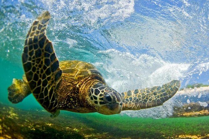 North Shore Private Tour - An In-Depth Look at the Itinerary