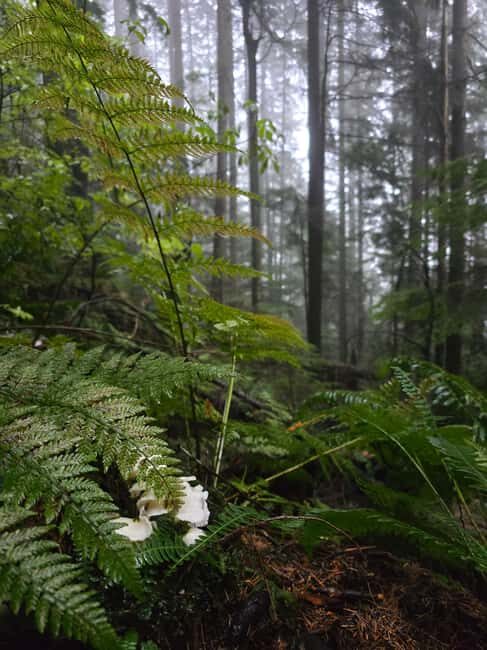 North Vancouver: Guided Forest Therapy & Forest Bathing Walk