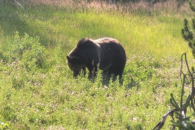Northern Yellowstone Safari from Cody, WY