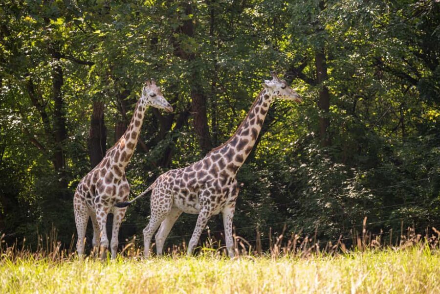 NYC: Bronx Zoo Entry Ticket - Who Will Love the Bronx Zoo?