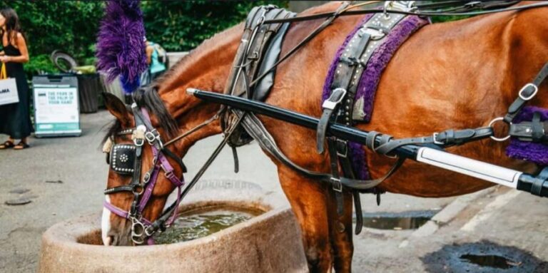 NYC: Private Christmas Lights Horse Carriage Ride - The Itinerary: What You Can Expect