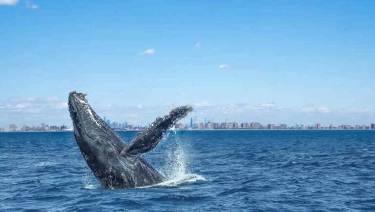 NYC: Whale Watching Cruise from Manhattan - Who Should Consider This Tour?