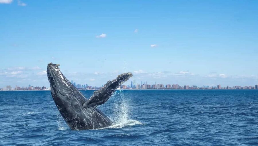 NYC: Whale Watching Cruise from Manhattan - Who Should Consider This Tour?