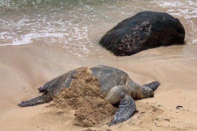 Oahu Allstar Circle Island Tour: Dole, Turtles. Blowhole, Fun - What the Reviews Say: Authentic Experiences and Real Challenges