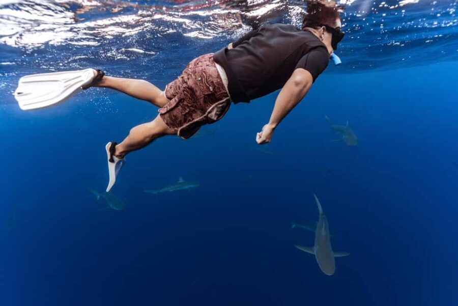 Oahu: Cageless Shark Dive Adventure