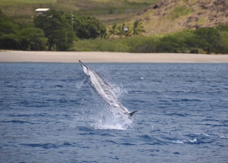 Oahu: Dolphin Swim and Turtle Snorkel Excursion in Waianae - Why This Tour Offers Great Value