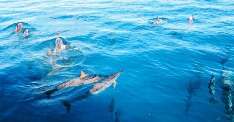 Oahu Dolphin Watch, Turtle Snorkel, Waterslide Activities - How Does It Value Out?