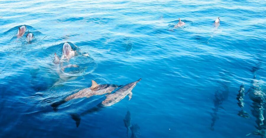 Oahu Dolphin Watch, Turtle Snorkel, Waterslide Activities - How Does It Value Out?