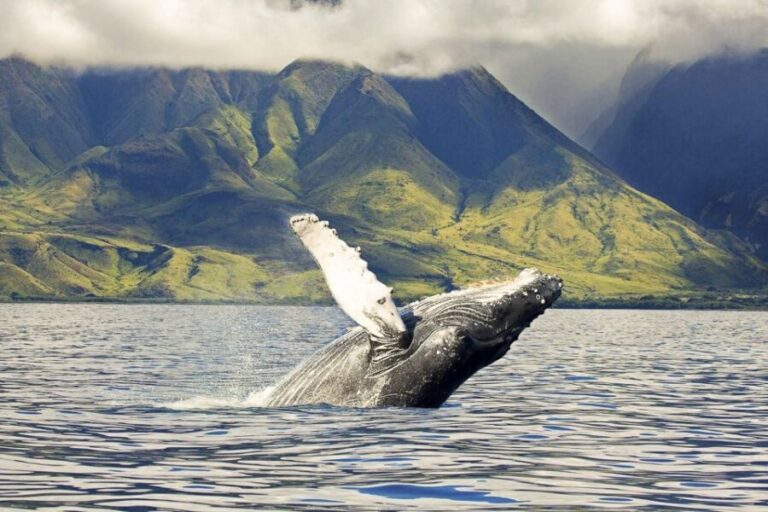 Oahu: Eco-Friendly West Coast Whale Watching Cruise - Final Thoughts