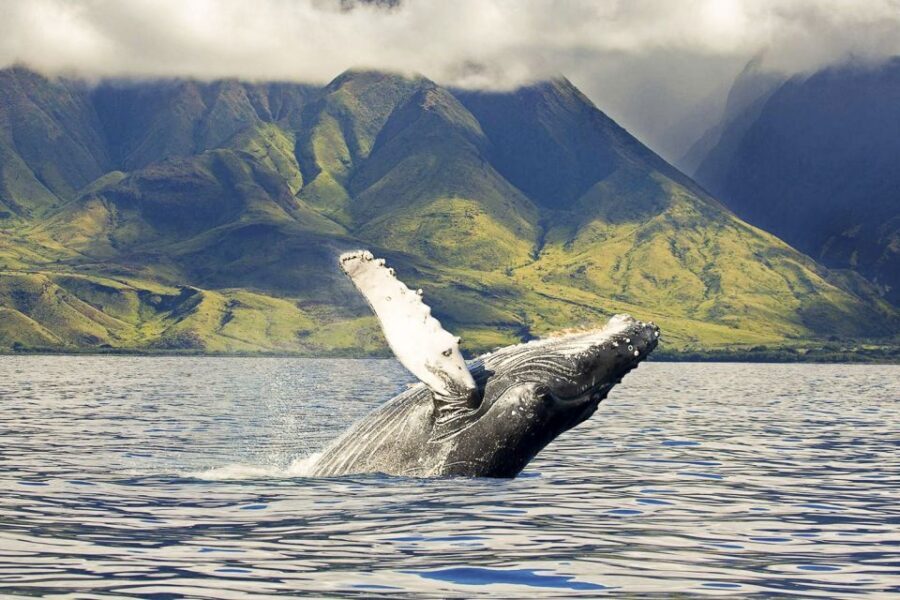Oahu: Eco-Friendly West Coast Whale Watching Cruise - Final Thoughts