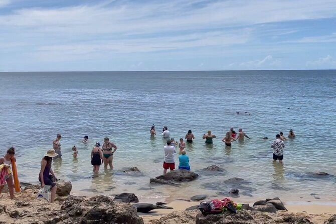 Oahu Guided Circle Island Tour, Swim w/ Turtles, Dole, Blowhole - Real Experiences from Travelers