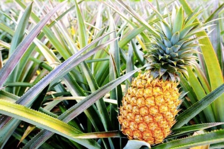 Oahu: Guided Tour of North Shore and Waimea Botanical Garden - What We Love About the Tour