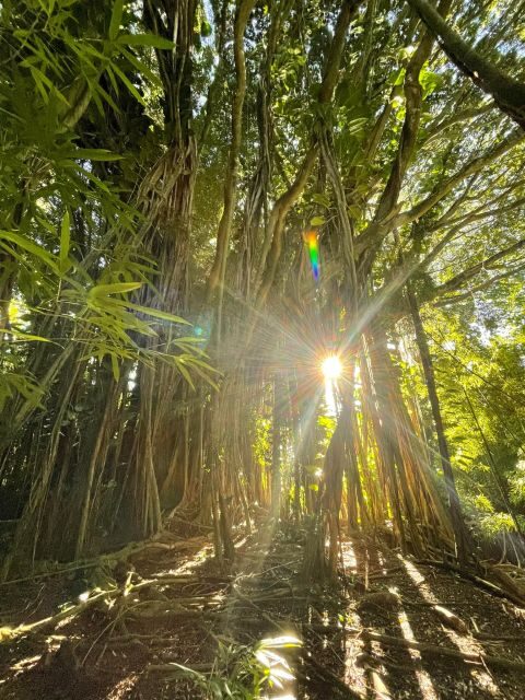 Oahu: Hidden Hawaii Waterfall Hike and Beach Tour - What Makes This Tour Stand Out?