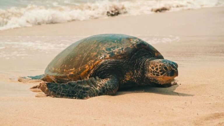 Oahu: Highlights of Oahu Small Group Tour - The Itinerary Breakdown: A Closer Look