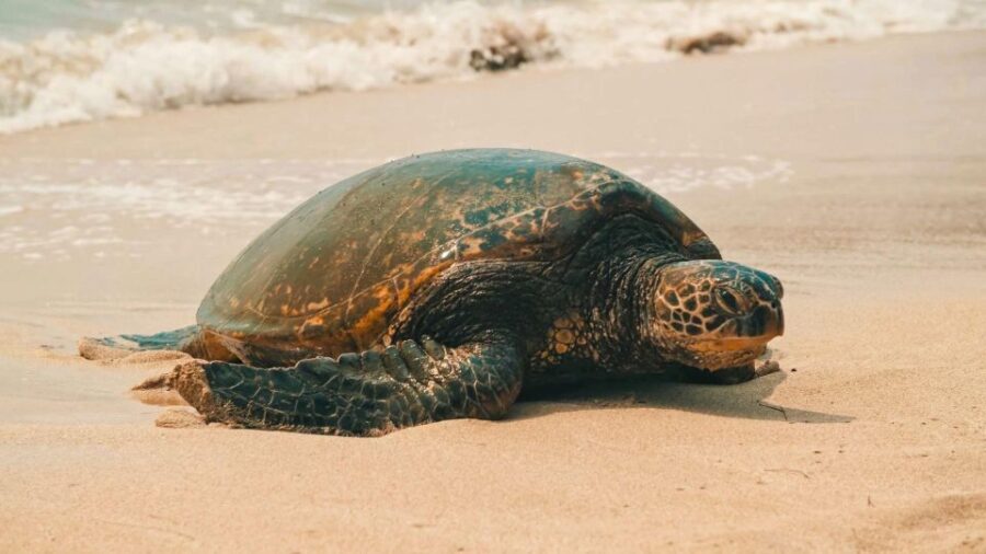 Oahu: Highlights of Oahu Small Group Tour - The Itinerary Breakdown: A Closer Look