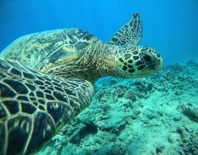 Oahu: Honolulu Turtle Canyon Snorkeling Tour - The Practical Details