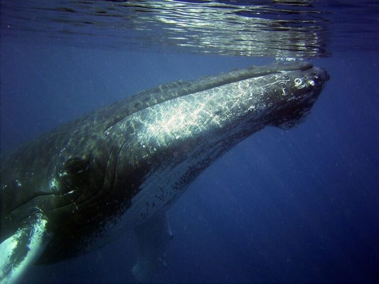 Oahu: Honolulu Whale Watching Cruise - The Experience from Booking to Return