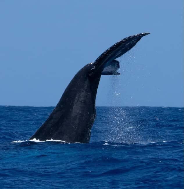 Oahu: Humpback Whale Watching Tour - Analyzing the Cost and Value