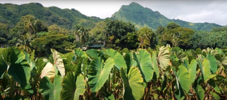 Oahu: Kualoa Farm and Secret Island Tour by Trolley - A Detailed Breakdown of the Itinerary