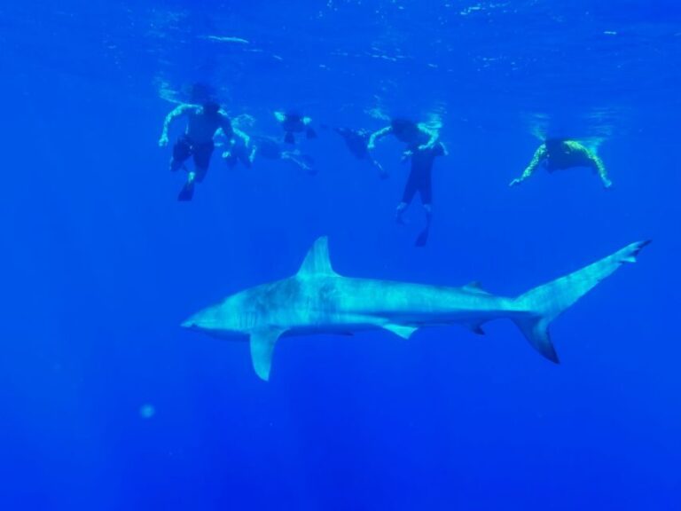 Oahu: North Shore Cageless Shark Snorkeling Tour - Authentic Encounters in a Small Group