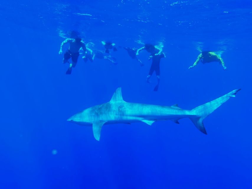 Oahu: North Shore Cageless Shark Snorkeling Tour