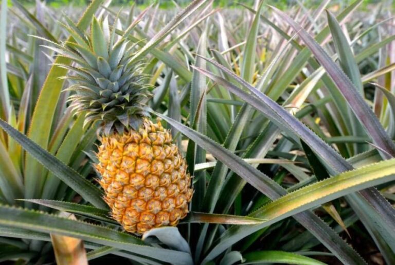 Oahu: North Shore Dole Pineapple Farm Tour - Who Would Enjoy This Tour?