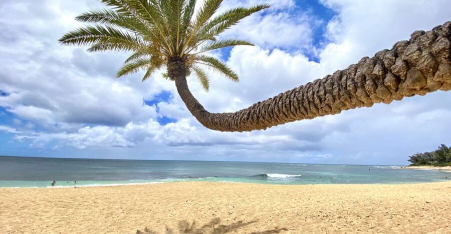 Oahu: North Shore Experience and Dole Plantation - What Reviewers Say