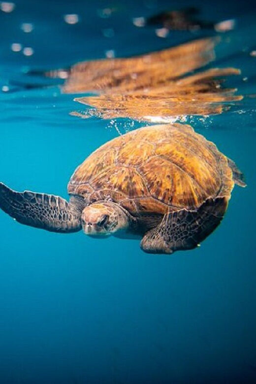 Oahu: North Shore Snorkeling Tour from Haleiwa - Who Will Love This Tour?