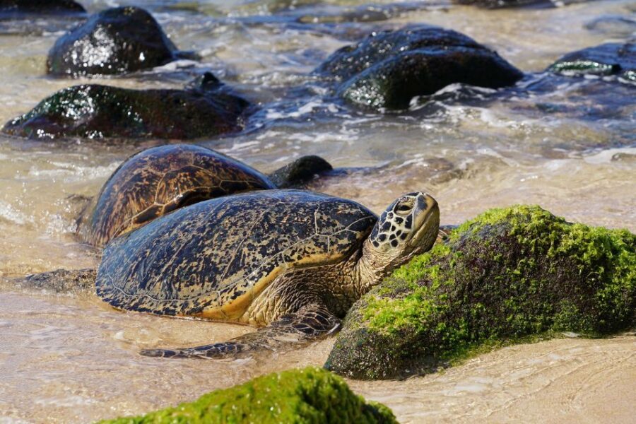 Oahu: North Shore Waterfall Swim - A Detailed Look at the North Shore Waterfall Swim Tour