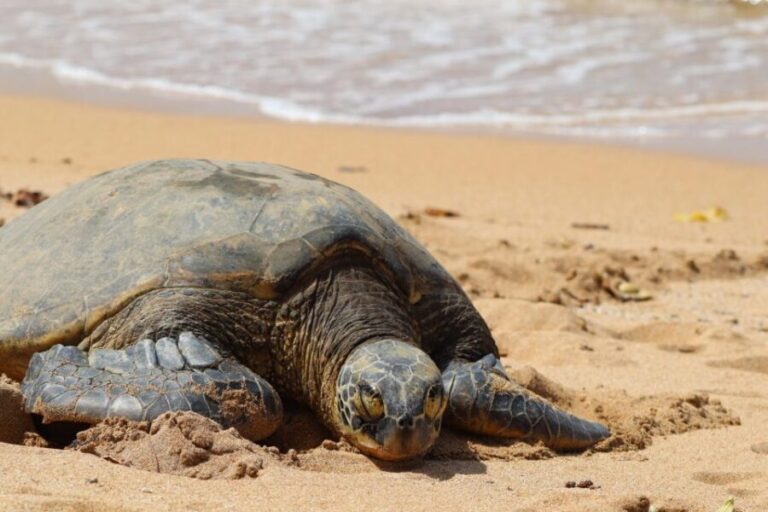 Oahu: Oahu Ultimate Grand Circle Island Tour - The Iconic Diamond Head State Monument