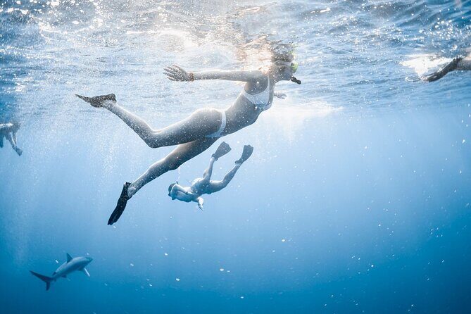 Oahu Open Water Shark Diving Experience - The Itinerary: What to Expect