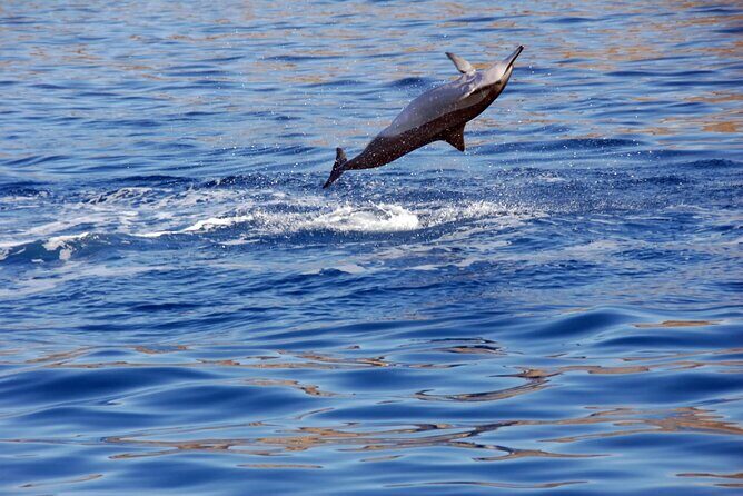 Oahu Private Sunset Snorkel and Dolphin Watch with Hot Buffet - The Itinerary in Detail