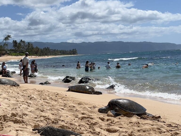 Oahu: Private Tour-Circle Island-Customizable - The Sum Up