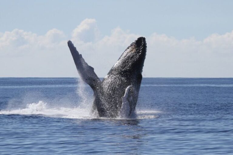 Oahu: Seasonal Whale Watch Cruise - Who Will Love This Tour?
