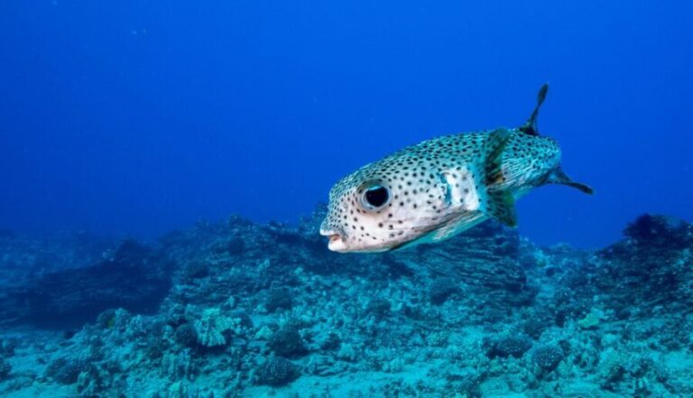 Oahu: Shallow Reef Scuba Dive for Certified Divers - Why Choose This Tour?