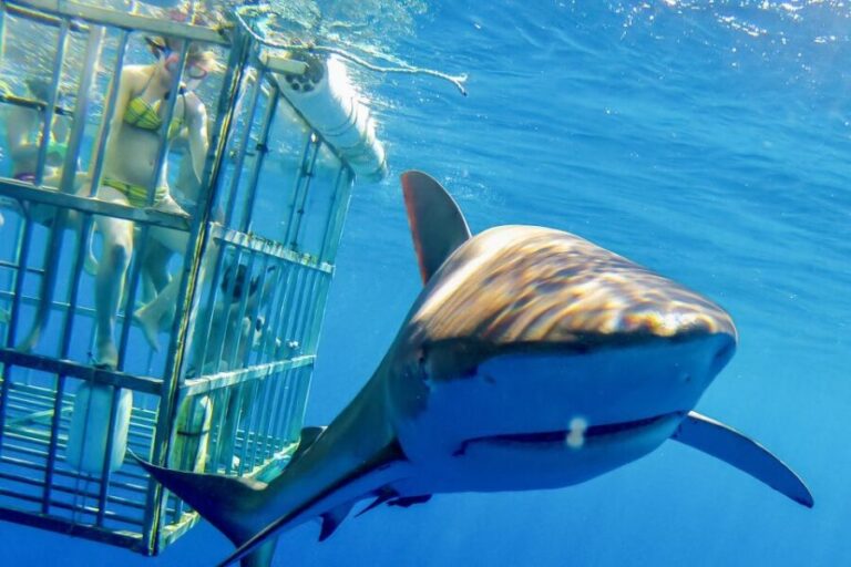 Oahu: Shark Cage Dive on the North Shore - Setting the Scene: The Tour Itinerary