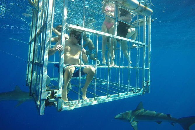 Oahu Shark Dive - Who Will Love This Tour?
