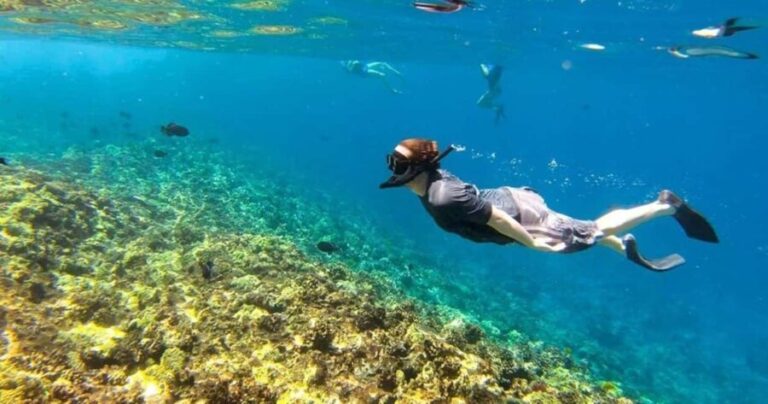 Oahu: Snorkel Adventure in Marine Sanctuary - Who Will Love This Tour?