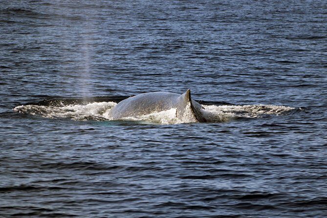 Oahu: Snorkeling and Dolphin Watch Cruise With Hawaiian Buffet - Who Will Love This Tour?
