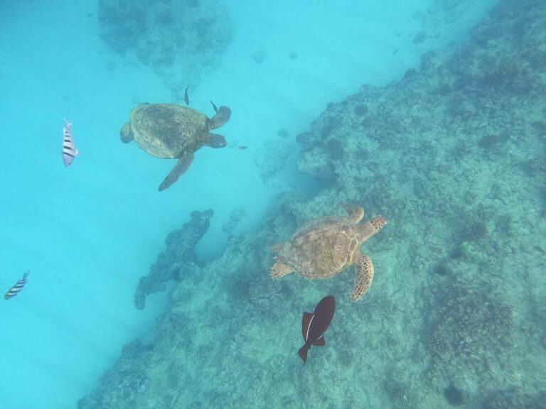 Oahu Snorkeling with Turtles, Water Scooter, Paddleboard - What Travelers Are Saying