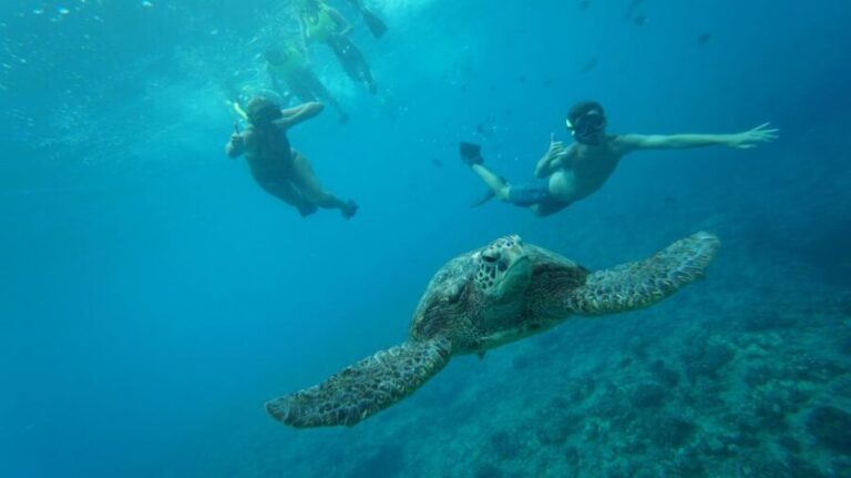 Oahu: Speedboat Snorkeling Adventure and Wild Dolphin Swim - The Itinerary: A Deep Dive into the Experience
