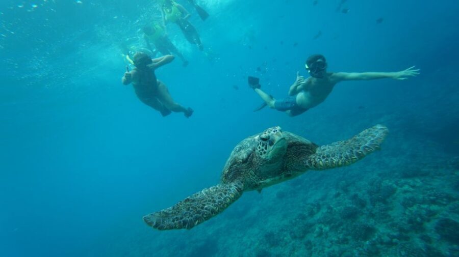 Oahu: Speedboat Snorkeling Adventure and Wild Dolphin Swim