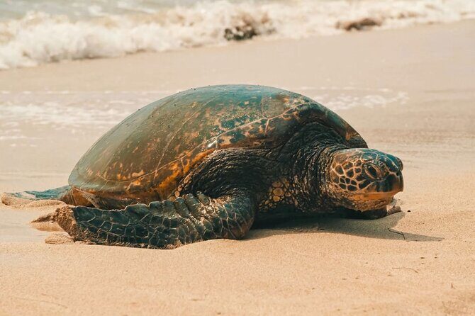 Oahu Unveiled: Tailored Luxury Private Island Tour - The Value of a Private Tour