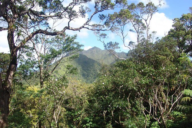 Oahu Volcanic Rainforest Hiking Adventure - Practical Details and Tips