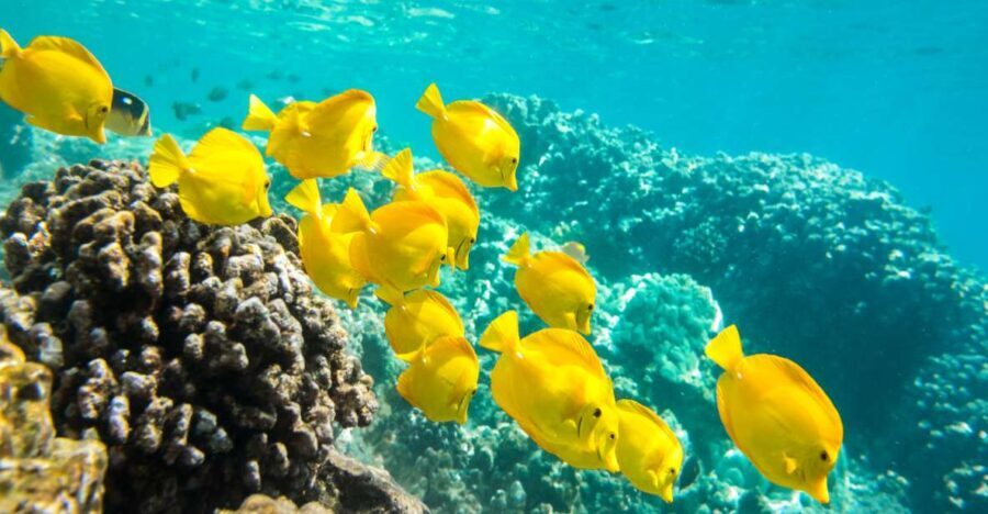 Oahu: Waikiki Turtle Snorkel Sail - The Bottom Line
